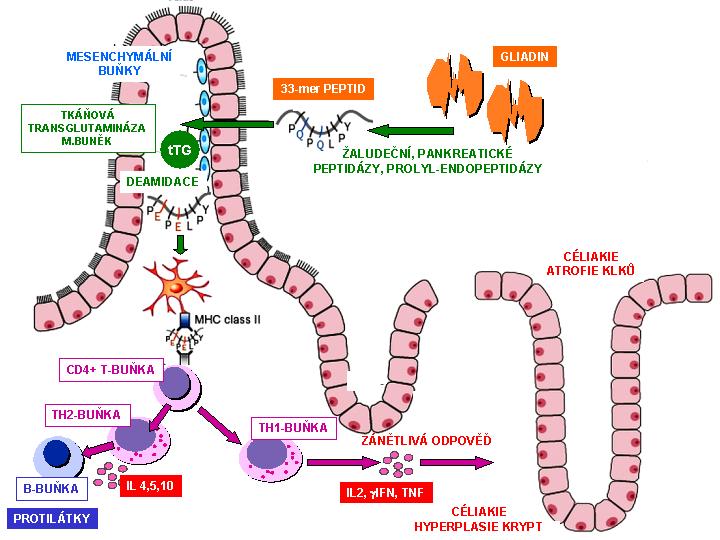 Gastroentrologie